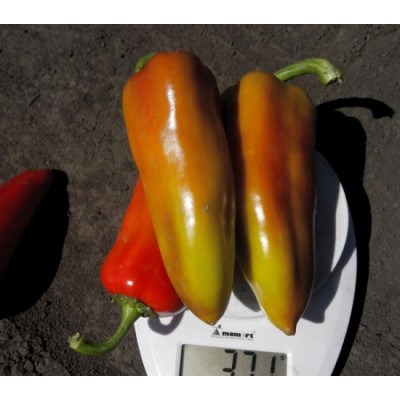 Семена перца сладкого Дельфа F1 (ранний) коничного типа (500 нас.) Lark Seeds